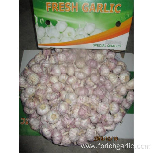 Fresh Of Normal White Garlic
